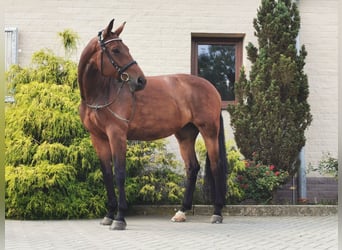 Slovak Warmblood, Mare, 12 years, 16.2 hh, Chestnut-Red