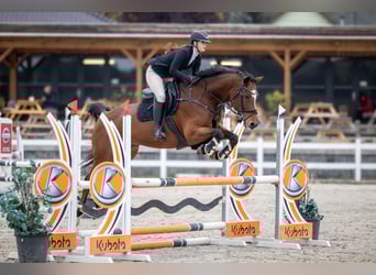 Slovak Warmblood, Mare, 12 years, 16 hh, Brown