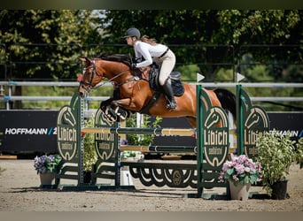 Slovak Warmblood, Mare, 12 years, 16 hh, Brown