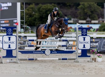 Slovak Warmblood, Mare, 12 years, 16,1 hh, Brown