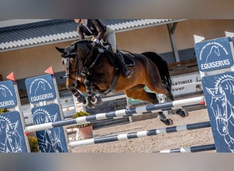 Slovak Warmblood, Mare, 12 years, 16,1 hh, Brown