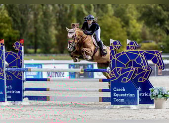 Slovak Warmblood, Mare, 12 years, 16,2 hh, Chestnut-Red