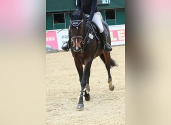 Slovak Warmblood, Mare, 13 years, 16 hh, Bay-Dark