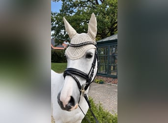 Slovak Warmblood, Mare, 14 years, 15 hh, Grey