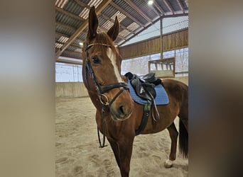 Slovak Warmblood, Mare, 14 years, 16,1 hh, Chestnut-Red