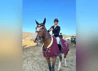 Slovak Warmblood, Mare, 14 years, 17 hh, Chestnut-Red