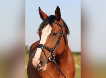 Slovak Warmblood, Mare, 14 years, 17 hh, Chestnut-Red