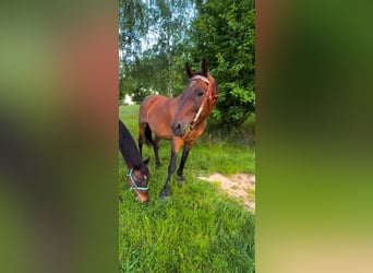 Slovak Warmblood, Mare, 18 years, 16.1 hh, Bay-Dark