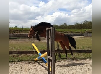 Slovak Warmblood, Mare, 2 years, 15 hh, Bay