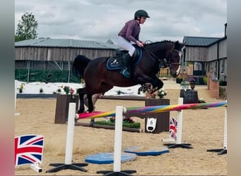 Slovak Warmblood, Mare, 4 years, 14,1 hh, Bay-Dark