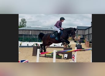 Slovak Warmblood, Mare, 4 years, 14,1 hh, Bay-Dark
