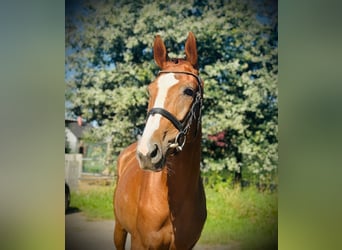 Slovak Warmblood, Mare, 4 years, 16 hh, Chestnut