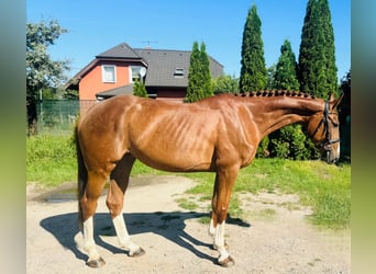 Slovak Warmblood, Mare, 4 years, 16 hh, Chestnut