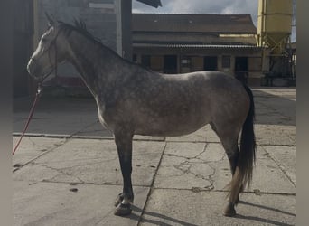 Slovak Warmblood, Mare, 5 years, 16.1 hh, Grey