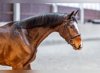 Slovak Warmblood, Mare, 5 years, 16 hh, Bay