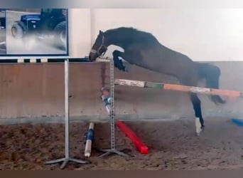 Slovak Warmblood, Mare, 5 years, 16 hh, Bay