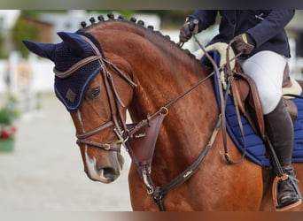 Slovak Warmblood, Mare, 6 years, 15.2 hh, Bay
