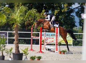 Slovak Warmblood, Mare, 6 years, 16,1 hh, Bay