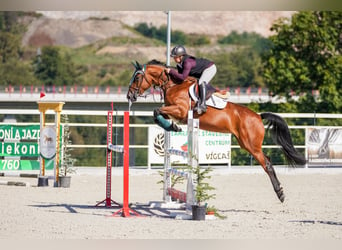 Slovak Warmblood, Mare, 6 years, 16,1 hh, Bay