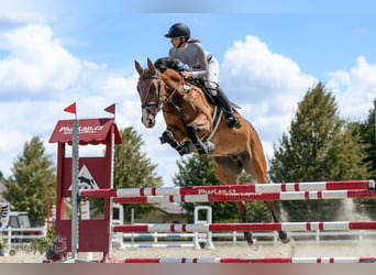 Slovak Warmblood, Mare, 6 years, Brown