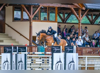 Slovak Warmblood, Mare, 7 years, 16.3 hh, Brown