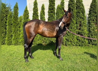 Slovak Warmblood, Mare, 7 years, 17 hh, Bay-Dark