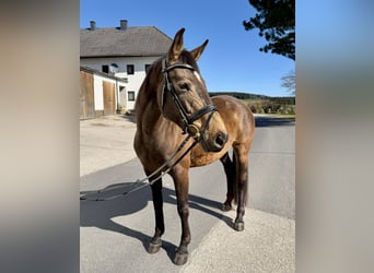 Slovak Warmblood, Mare, 8 years, 15.2 hh