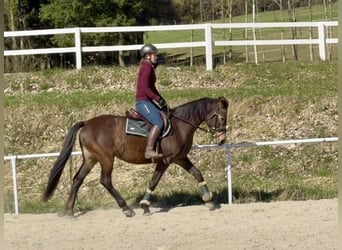 Slovak Warmblood, Mare, 8 years, 15.2 hh