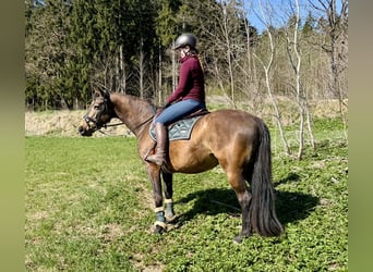 Slovak Warmblood, Mare, 8 years, 15.2 hh