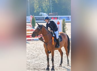 Slovak Warmblood, Mare, 8 years, 16,2 hh, Brown