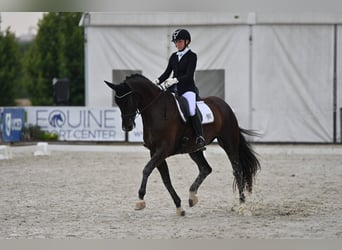 Slovak Warmblood, Mare, 8 years, 16,3 hh, Black