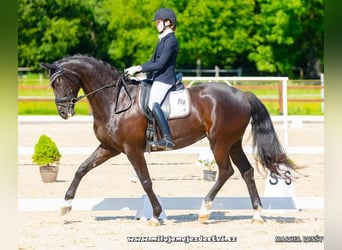 Slovak Warmblood, Mare, 8 years, 16,3 hh, Black