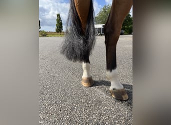 Slovak Warmblood, Mare, 8 years, 16 hh, Brown