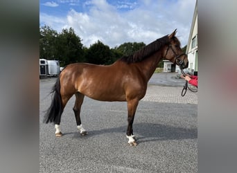 Slovak Warmblood, Mare, 8 years, 16 hh, Brown