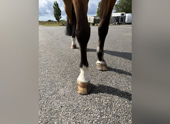 Slovak Warmblood, Mare, 8 years, 16 hh, Brown