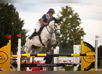 Slovak Warmblood, Mare, 8 years, 16,3 hh, Grey