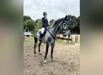 Slovak Warmblood, Mare, 8 years, 17 hh, Gray