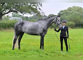 Slovak Warmblood, Mare, 8 years, Gray