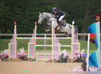 Slovak Warmblood, Mare, 8 years, Gray