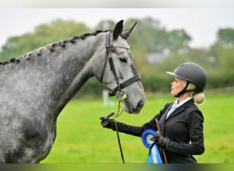 Slovak Warmblood, Mare, 8 years, Gray