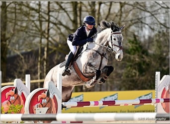 Slovak Warmblood, Mare, 8 years, Gray
