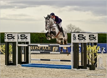 Slovak Warmblood, Mare, 8 years, Gray