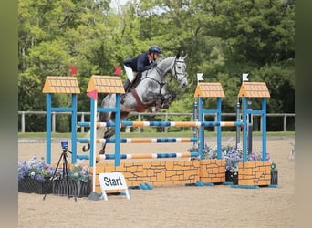 Slovak Warmblood, Mare, 9 years, 16.2 hh, Grey