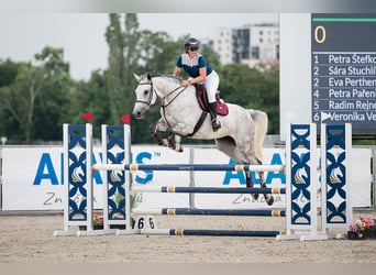 Slovak Warmblood, Mare, 9 years, 16.3 hh, Grey