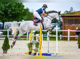 Slovak Warmblood, Mare, 9 years, 16.3 hh, Grey