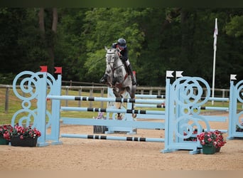 Slovak Warmblood, Mare, 9 years, 16,2 hh, Grey