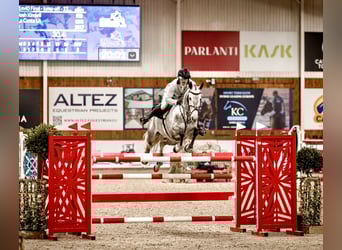 Slovak Warmblood, Mare, 9 years, 16,2 hh, Grey