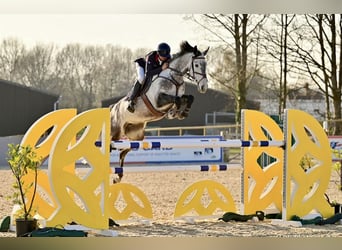 Slovak Warmblood, Mare, 9 years, 16,2 hh, Grey