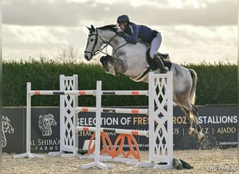 Slovak Warmblood, Mare, 9 years, 16,2 hh, Grey