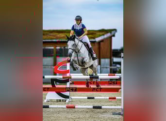 Slovak Warmblood, Mare, 9 years, 16,3 hh, Grey